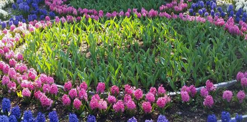 It’s time for Tulips and Hyacinth in Alanya