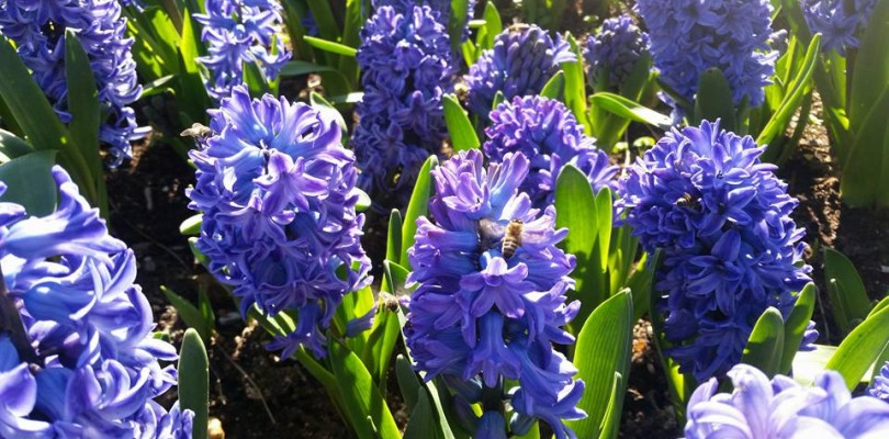 It’s time for Tulips and Hyacinth in Alanya