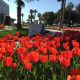 Tulip fest in Alanya